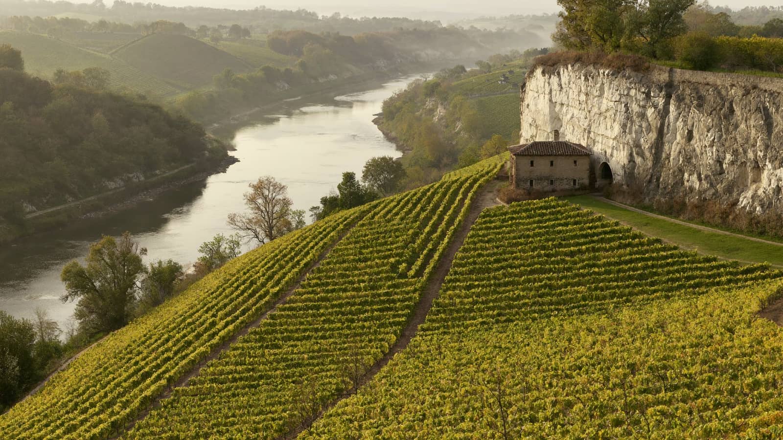Touraine vines in September on the slopes above the Loire, with a cellar cut into the tuffeau rock